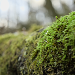 Fraicheur des bois 002