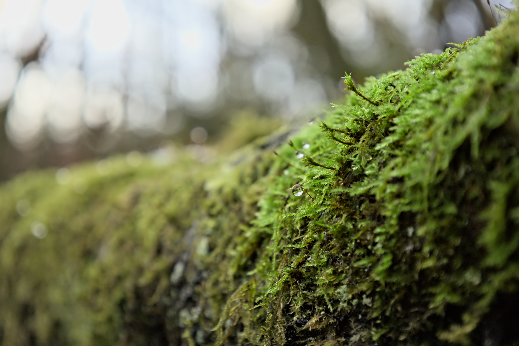 Fraicheur des bois 002