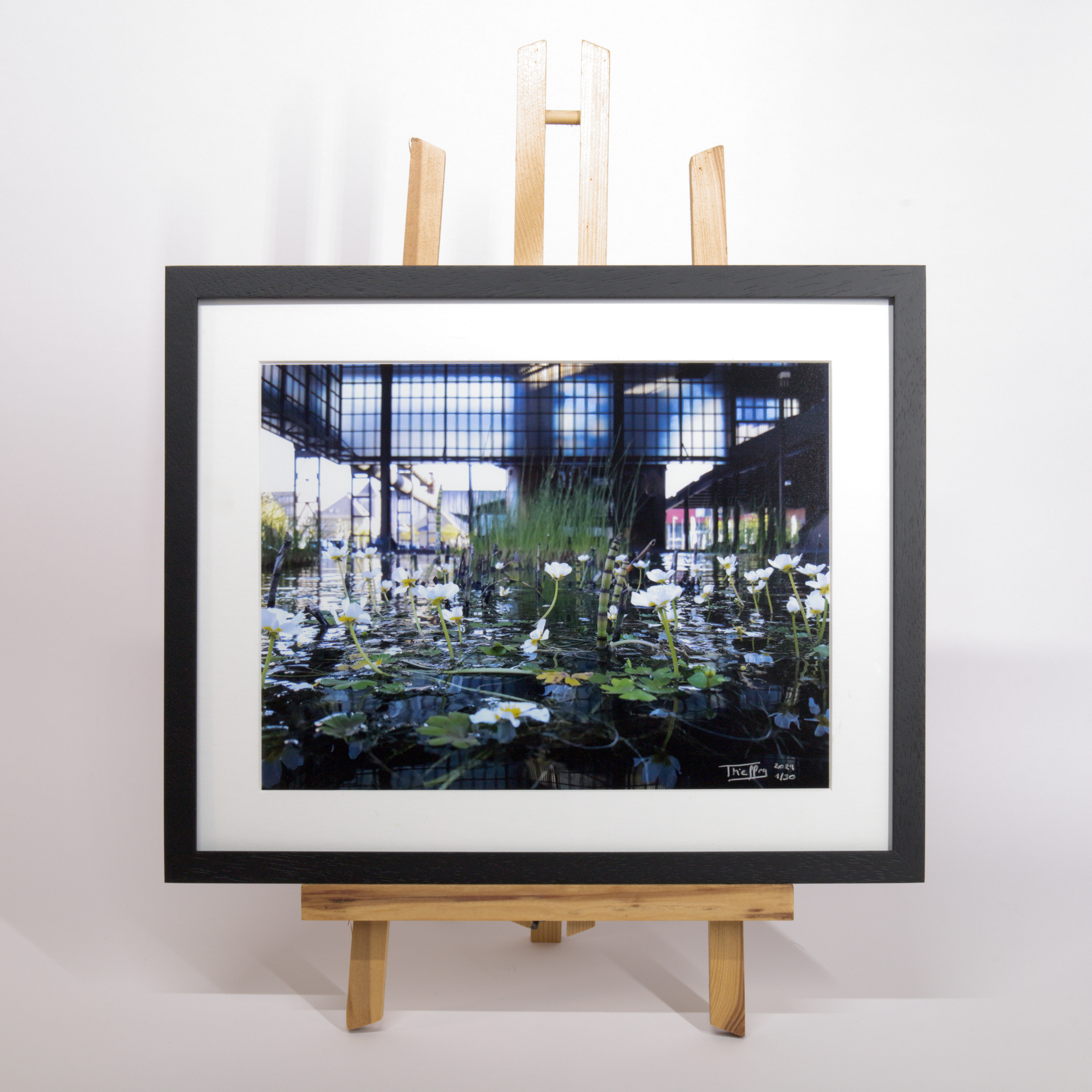 Vanessa Thieffry, « Belval, Plantes Aquatiques 1 »