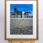 Vanessa Thieffry, «Belval, Fleur Sauvage 1»