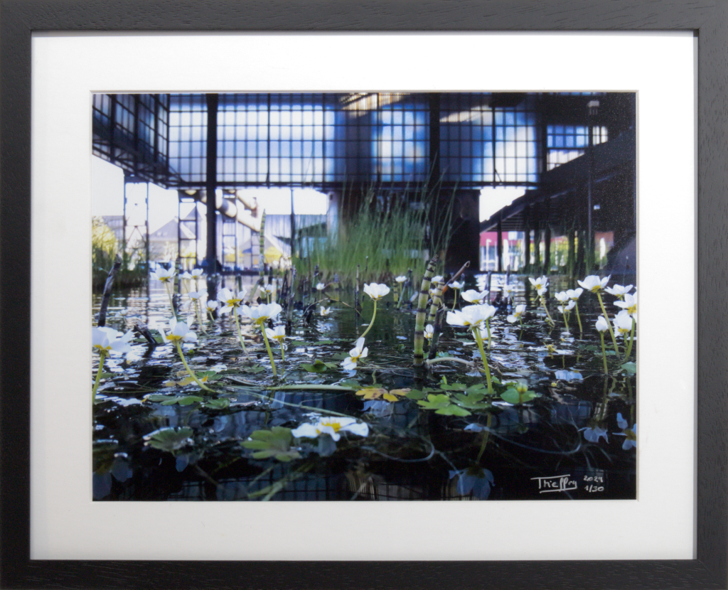 Vanessa Thieffry, "Belval, plantes aquatiques", image produit croppe