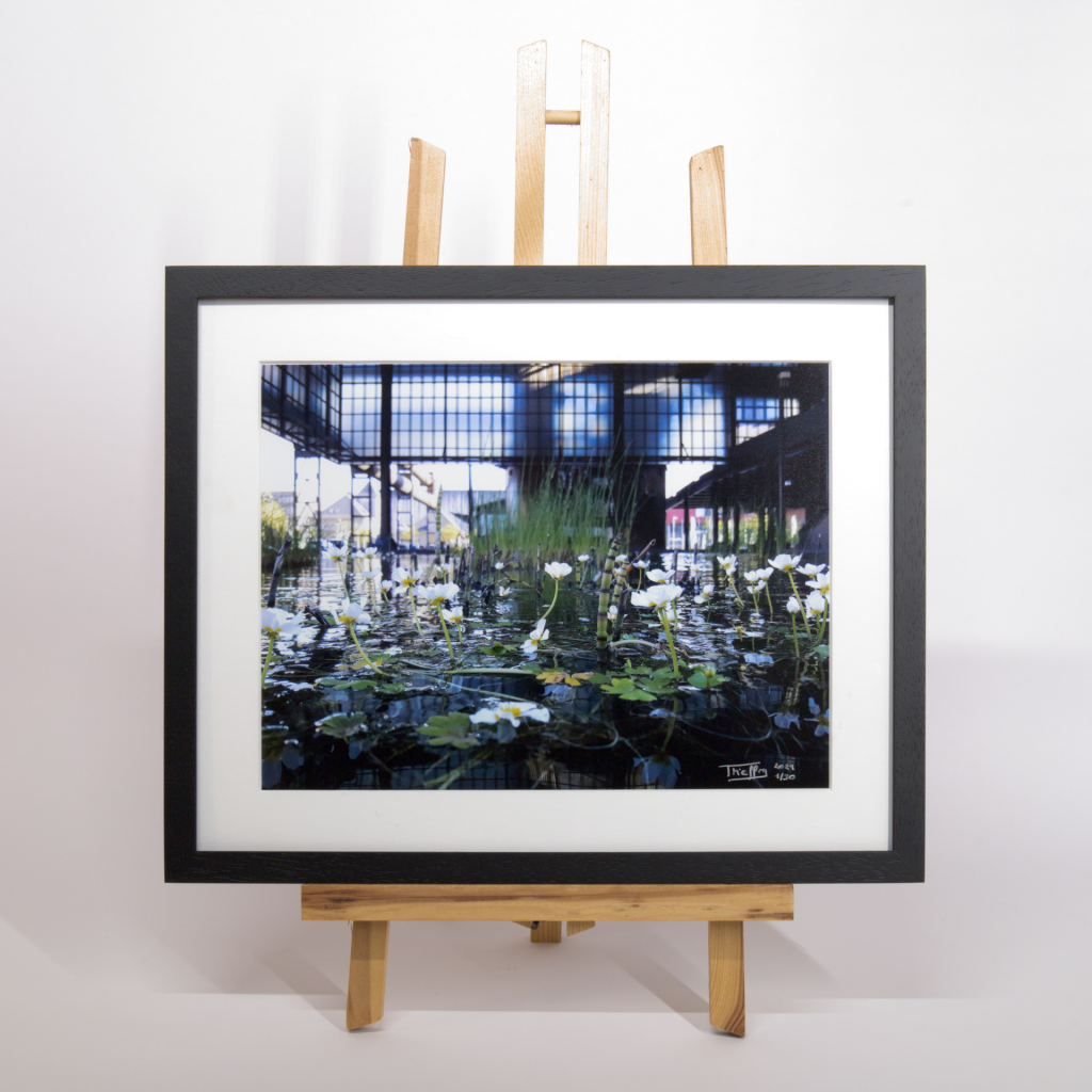 Vanessa Thieffry, "Belval, plantes aquatiques", image produit